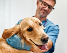 Médico veterinário: ganhos, áreas de atuação, tudo neste guia!