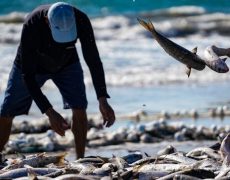 Após críticas do agro, governo anuncia cota para importação de sardinha com tarifa zero