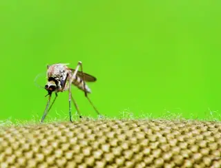 Por que Minas se tornou o estado com maior número de casos registrados de dengue no país?