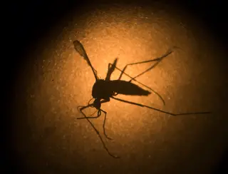 Com novos óbitos por dengue registrados em Taubaté e Caçapava, região chega a 76 mortes pela doença