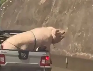 VÍDEO: porco e cabrito são transportados de forma irregular na traseira de caminhonete na Rodovia Raposo Tavares em SP