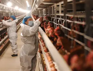 Gripe aviária: OMS quer rede mundial e alerta para &quot;potencial epidêmico&quot;