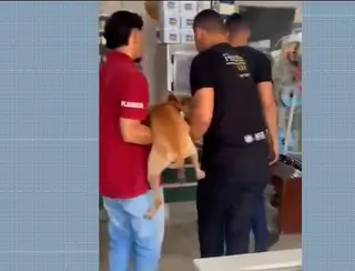 Cachorro é alvo de maus-tratos, tem testículos cortados e é amarrado em poste no Maranhão; suspeito está foragido