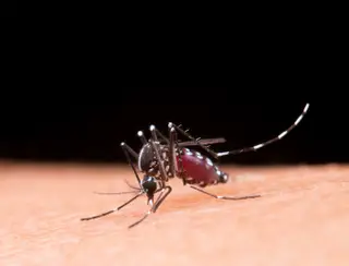 Recém-nascido morre vítima de dengue em Ponta Grossa