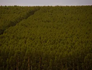 Câmara pode dispensar licença ambiental de plantações de eucalipto