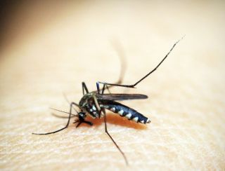 Dengue: Brasil ultrapassa meio milhão de casos prováveis este ano