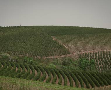 Cafezinho em risco: como sombra de árvores ajuda planta a lidar com o planeta mais quente