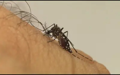 Paraná confirma mais 31 mortes pela dengue em novo boletim