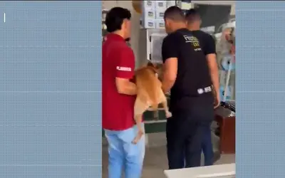 Cachorro é alvo de maus-tratos, tem testículos cortados e é amarrado em poste no Maranhão; suspeito está foragido