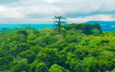 Clonagem da maior e mais antiga araucária do Paraná que caiu em vendaval é concluída, e mudas devem ser plantadas ainda em 2024