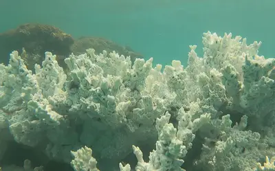 Branqueamento de corais: Pernambuco vai perder cerca de um terço das espécies em 2024, dizem pesquisadores