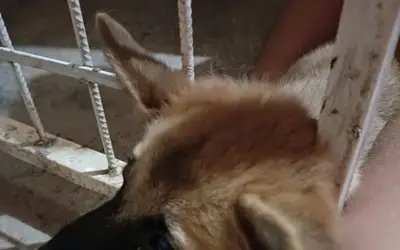 Cachorro fica preso entre grades de portão e é salvo pelo Corpo de Bombeiros